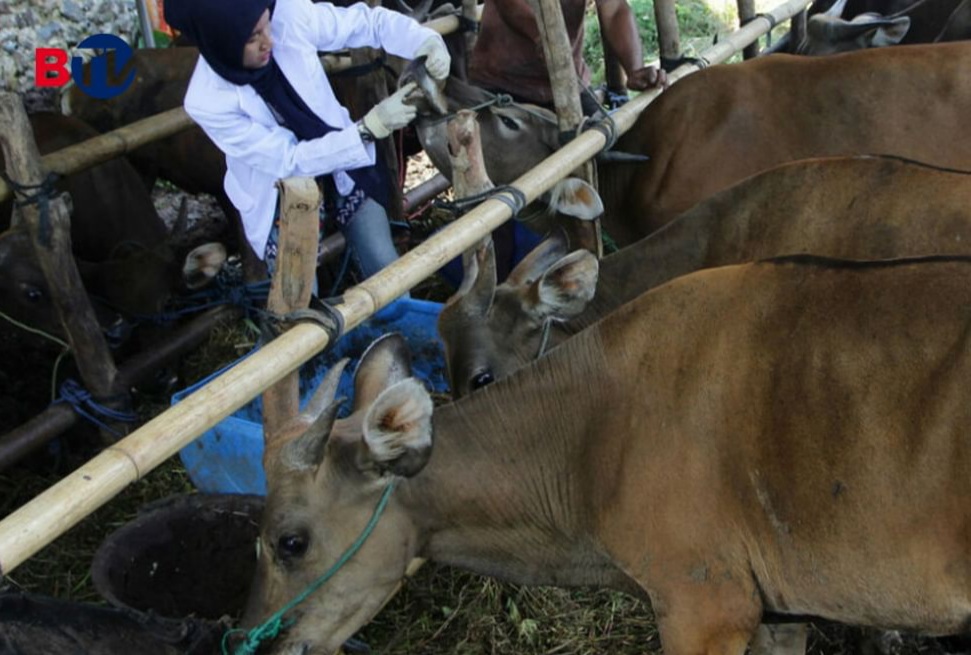 Terjangkit Antraks, 3 Warga Meninggal, 93 Positif 