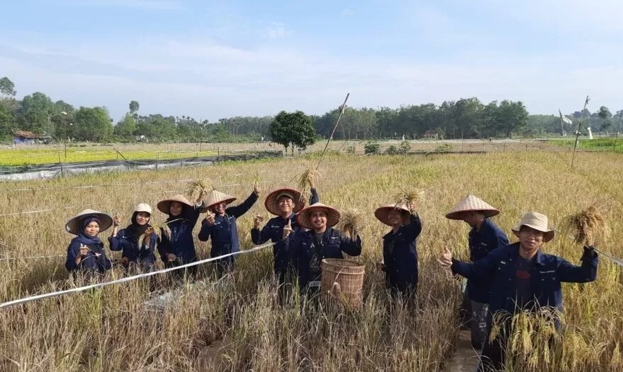 Tebo Menargetkan Produksi Padi 4,8 Ton Per Hektare Sawah untuk Ketahanan Pangan Nasional