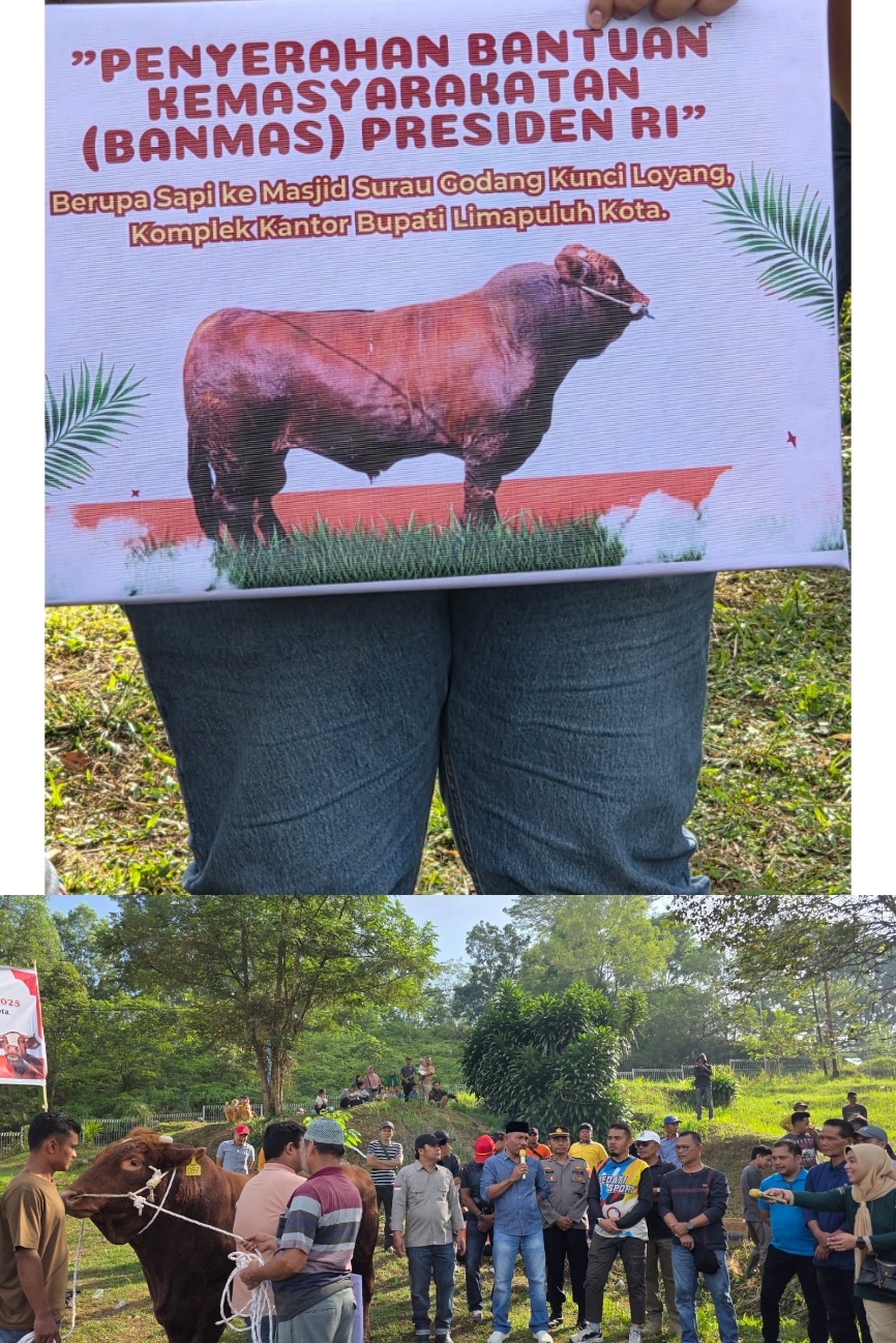 Presiden Prabowo Berkurban di Limapuluh Kota, Bupati dan Wabup Turun Langsung Sembelih Sapi Limosin